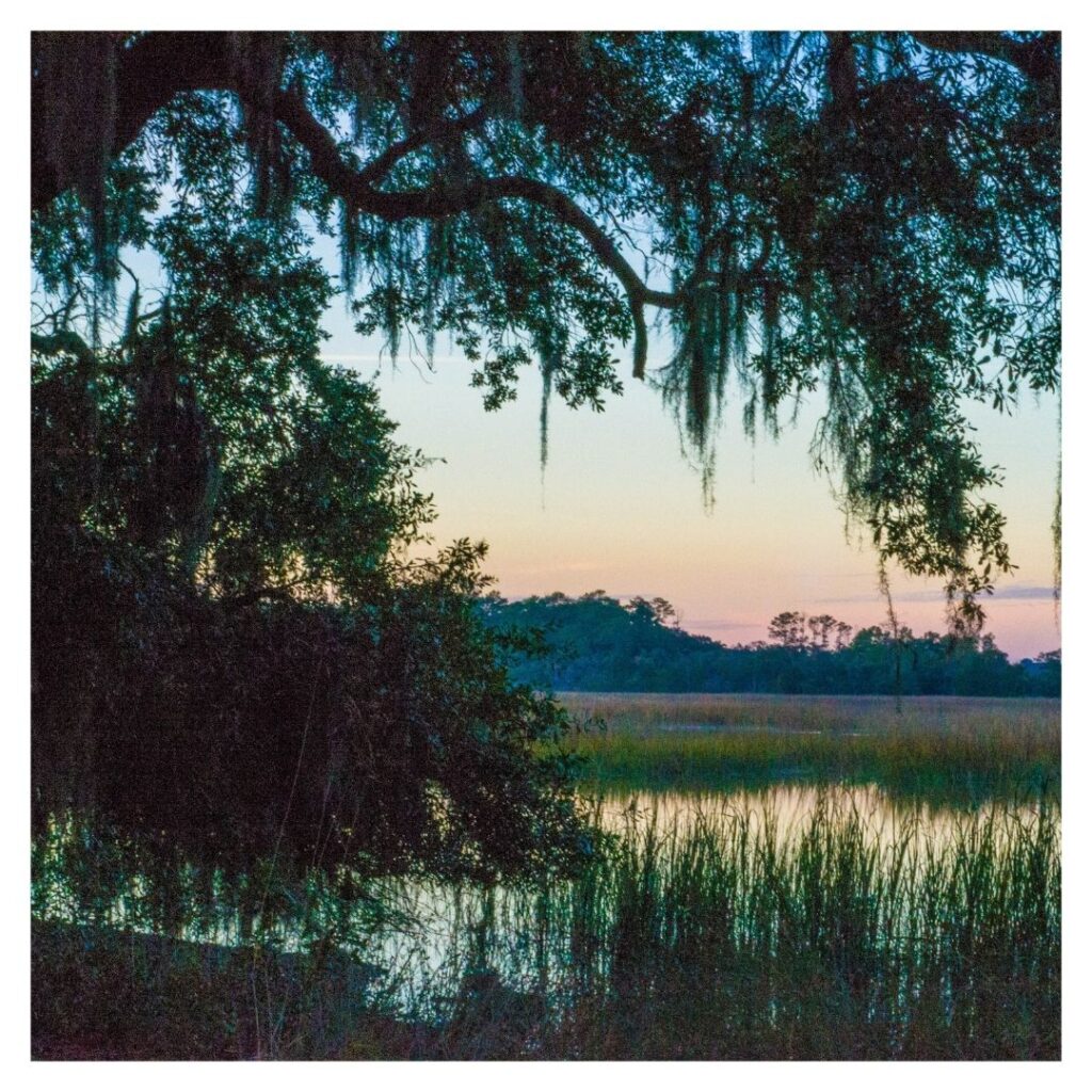 Lake view under a willow tree at dusk