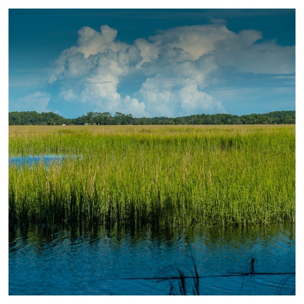 Cattails in water in a lake